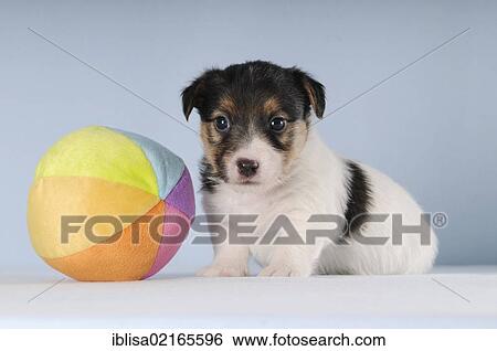 Stock Photograph - Jack Russell Terrier puppy sitting next to a colourful ball. Fotosearch