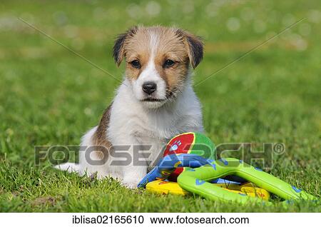 Jack Russell Terrier puppy sitting with toys on the lawn View Large Photo Image Stock Image - Jack Russell Terrier puppy sitting with toys on the lawn. Fotosearch