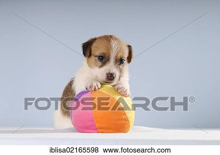 Jack Russell Terrier puppy sitting with its paws on a colourful ball View Large Photo Image Stock Photo - Jack Russell Terrier puppy sitting with its paws on a colourful ball. Fotosearch