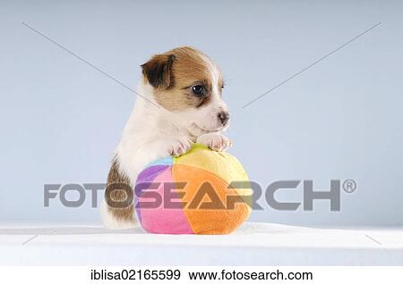 Stock Photo - Jack Russell Terrier puppy sitting with its paws on a colourful ball. Fotosearch