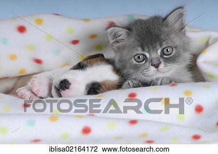 Stock Image - Jack Russell Terrier puppy with a Persian kitten under a spotted blanket. Fotosearch