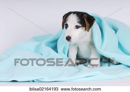 Jack Russell Terrier puppy with a turquoise blanket View Large Photo Image Stock Image - Jack Russell Terrier puppy with a turquoise blanket. Fotosearch
