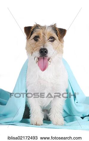 Jack Russell Terrier, sitting under a turquoise blanket View Large Photo Image Stock Image - Jack Russell Terrier, sitting under a turquoise blanket. Fotosearch