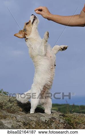 Jack Russell Terrier standing on its hind legs, being lured by treats in a hand View Large Photo Image Stock Photo - Jack Russell Terrier standing on its hind legs, being lured by treats in a hand. Fotosearch