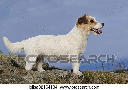Jack Russell Terrier, standing on rocks View Large Photo Image Picture - Jack Russell Terrier, standing on rocks. Fotosearch