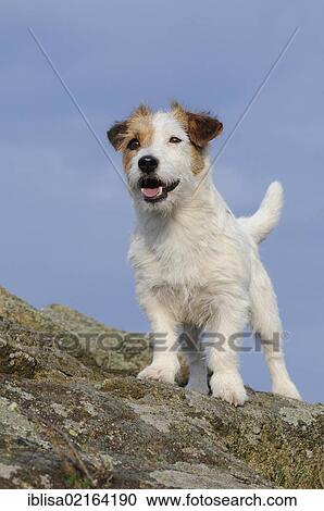 Stock Image - Jack Russell Terrier, standing on rocks. Fotosearch