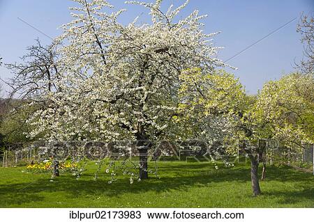 Jardin Dans Printemps Arbres Fruitiers Dans Fleur Cerisier Prunus Sp Et Jaune Tulipes Dans Drehnitz Près Wurzen Saxe Allemagne