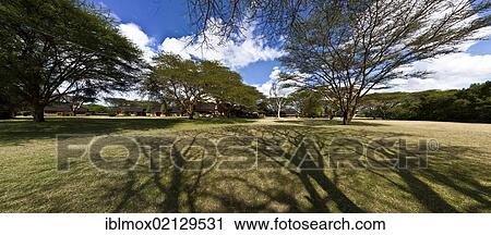 Keekorok Lodge, Umbrella Thorn Acacia (Acacia tortilis), Masai Mara National Park, Kenya, East Africa, Africa View Large Photo Image Stock Image - Keekorok Lodge, Umbrella Thorn Acacia (Acacia tortilis), Masai Mara National Park, Kenya, East Africa, Africa. Fotosearch