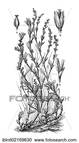 Knotweed (Polygonum aviculare), historical illustration, Meyers Konversationslexikon encyclopedia, 1897 View Large Photo Image Stock Image - Knotweed (Polygonum aviculare), historical illustration, Meyers Konversationslexikon encyclopedia, 1897. Fotosearch