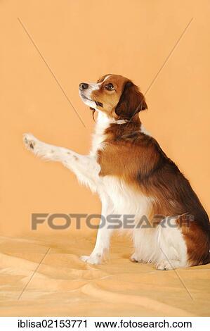 Stock Image - Kooikerhondje lifting its paw, waving. Fotosearch