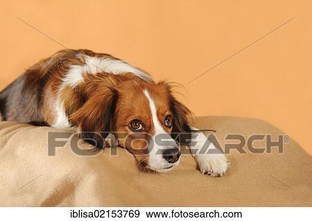 Kooikerhondje lying down with its head on the ground View Large Photo Image Stock Photo - Kooikerhondje lying down with its head on the ground. Fotosearch