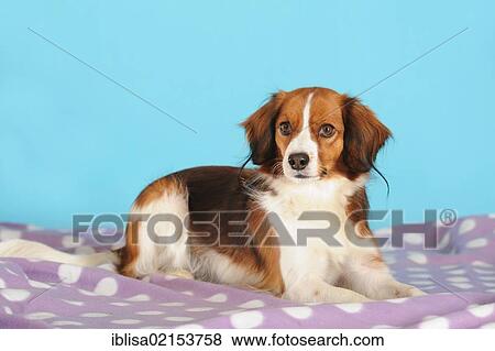 Stock Photo - Kooikerhondje lying on a blanket. Fotosearch