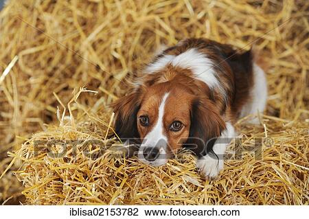 Stock Image - Kooikerhondje lying on straw. Fotosearch