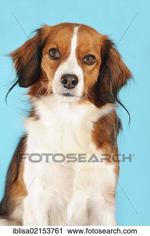 Stock Image - Kooikerhondje, portrait. Fotosearch