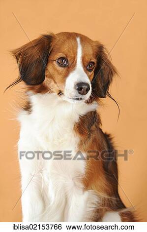 Stock Photograph - Kooikerhondje, portrait. Fotosearch
