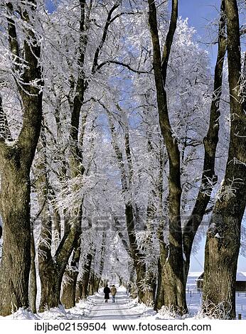 Kurfuerst-Wenzelslaus-Allee, Avenue of Prince Clemens Wenceslaus of Saxony, natural monument, avenue of Linden trees in winter, Marktoberdorf, Ostallgaeu, Swabia, Bavaria, Germany, Europe View Large Photo Image Picture - Kurfuerst-Wenzelslaus-Allee, Avenue of Prince Clemens Wenceslaus of Saxony, natural monument, avenue of Linden trees in winter, Marktoberdorf, Ostallgaeu, Swabia, Bavaria, Germany, Europe. Fotosearch
