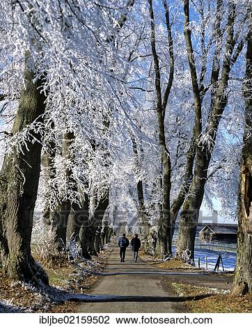 Kurfuerst-Wenzelslaus-Allee, Avenue of Prince Clemens Wenceslaus of Saxony, natural monument, avenue of Linden trees in winter, Marktoberdorf, Ostallgaeu, Swabia, Bavaria, Germany, Europe View Large Photo Image Stock Image - Kurfuerst-Wenzelslaus-Allee, Avenue of Prince Clemens Wenceslaus of Saxony, natural monument, avenue of Linden trees in winter, Marktoberdorf, Ostallgaeu, Swabia, Bavaria, Germany, Europe. Fotosearch