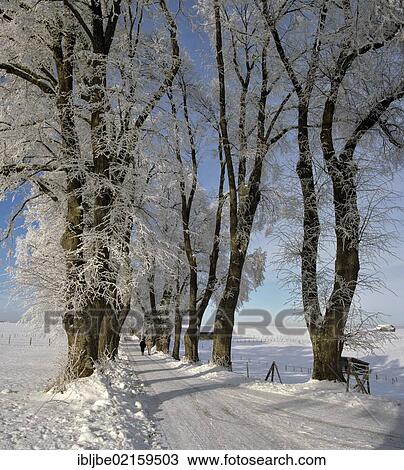 Kurfuerst-Wenzelslaus-Allee, Avenue of Prince Clemens Wenceslaus of Saxony, natural monument, avenue of Linden trees in winter, Marktoberdorf, Ostallgaeu, Swabia, Bavaria, Germany, Europe View Large Photo Image Stock Image - Kurfuerst-Wenzelslaus-Allee, Avenue of Prince Clemens Wenceslaus of Saxony, natural monument, avenue of Linden trees in winter, Marktoberdorf, Ostallgaeu, Swabia, Bavaria, Germany, Europe. Fotosearch