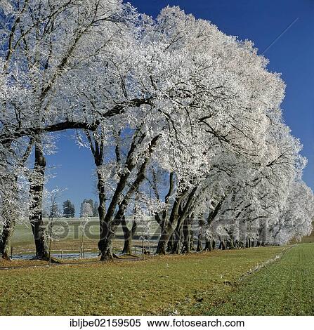 Kurfuerst-Wenzelslaus-Allee, Avenue of Prince Clemens Wenceslaus of Saxony, natural monument, avenue of Linden trees in spring with hoarfrost, Marktoberdorf, Ostallgaeu, Swabia, Bavaria, Germany, Europe View Large Photo Image Stock Photography - Kurfuerst-Wenzelslaus-Allee, Avenue of Prince Clemens Wenceslaus of Saxony, natural monument, avenue of Linden trees in spring with hoarfrost, Marktoberdorf, Ostallgaeu, Swabia, Bavaria, Germany, Europe. Fotosearch