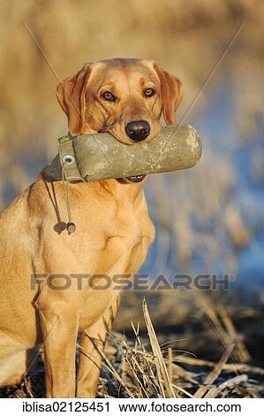 Labrador Retriever dog, bitch, biting into dummy View Large Photo Image Stock Image - Labrador Retriever dog, bitch, biting into dummy. Fotosearch