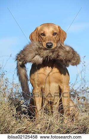 Labrador Retriever dog, bitch, holding marten dummy in its mouth View Large Photo Image Stock Photo - Labrador Retriever dog, bitch, holding marten dummy in its mouth. Fotosearch