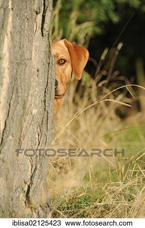 Stock Image - Labrador Retriever dog, bitch, looking out from behind tree. Fotosearch