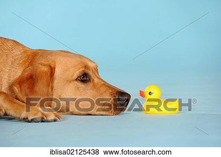 Labrador Retriever dog, bitch, lying in front of rubber duck View Large Photo Image Stock Photo - Labrador Retriever dog, bitch, lying in front of rubber duck. Fotosearch