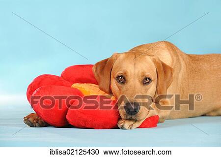Stock Image - Labrador Retriever dog, bitch, lying on a red flower cushion. Fotosearch