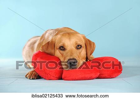 Stock Image - Labrador Retriever dog, bitch, lying on a red flower cushion. Fotosearch