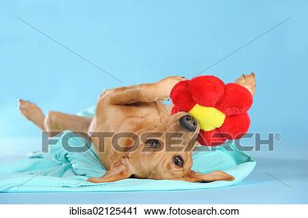 Labrador Retriever dog, bitch, lying on its back biting into flower cushion View Large Photo Image Stock Image - Labrador Retriever dog, bitch, lying on its back biting into flower cushion. Fotosearch