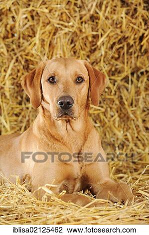 Labrador Retriever dog, bitch, lying on straw View Large Photo Image Stock Image - Labrador Retriever dog, bitch, lying on straw. Fotosearch