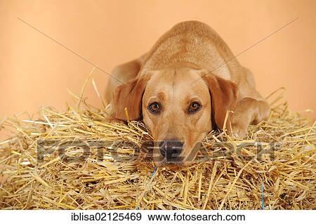 Stock Photo - Labrador Retriever dog, bitch, lying on straw bale. Fotosearch