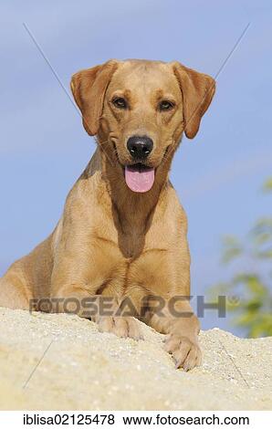 Stock Photo - Labrador Retriever dog, bitch, lying on a sand dune. Fotosearch