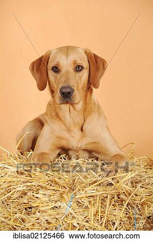Labrador Retriever dog, bitch, lying on straw bale View Large Photo Image Stock Photograph - Labrador Retriever dog, bitch, lying on straw bale. Fotosearch