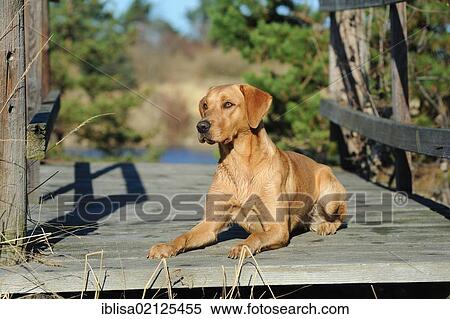 Labrador Retriever dog, bitch, lying on a boardwalk View Large Photo Image Stock Photography - Labrador Retriever dog, bitch, lying on a boardwalk. Fotosearch