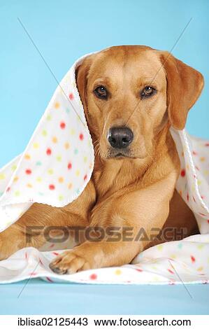 Stock Image - Labrador Retriever dog, bitch, lying under spotted blanket. Fotosearch