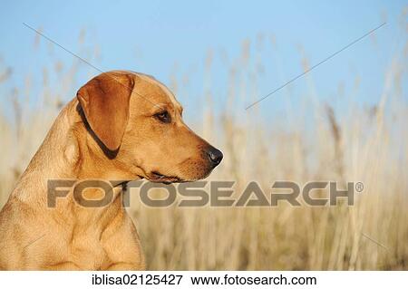 Labrador Retriever dog, bitch, portrait View Large Photo Image Stock Photo - Labrador Retriever dog, bitch, portrait. Fotosearch