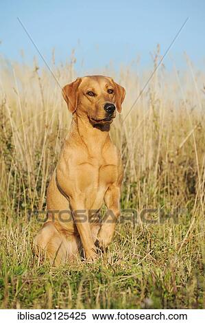 Stock Photography - Labrador Retriever dog, bitch, sitting. Fotosearch