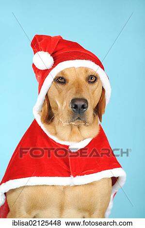 Labrador Retriever dog, bitch, wearing a Santa costume, portrait View Large Photo Image Stock Photo - Labrador Retriever dog, bitch, wearing a Santa costume, portrait. Fotosearch