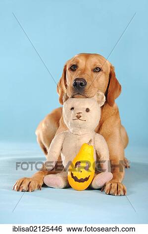 Stock Photograph - Labrador Retriever dog, bitch, with teddy bear and pumpkin. Fotosearch