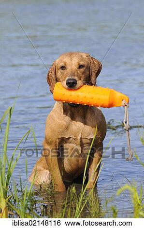 Stock Photograph - Labrador Retriever, female dog, at a shore, holding a training dummy in her mouth. Fotosearch