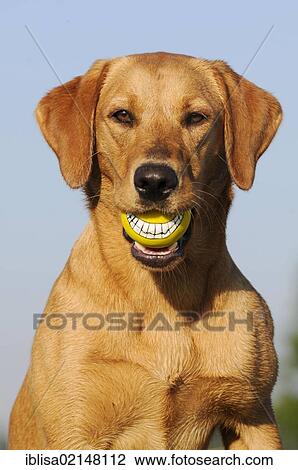 Labrador Retriever, female dog, holding a ball View Large Photo Image Stock Image - Labrador Retriever, female dog, holding a ball. Fotosearch