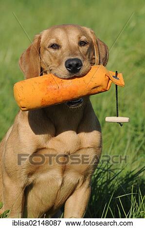 Labrador Retriever, female dog, holding an orange training dummy in her mouth View Large Photo Image Stock Photo - Labrador Retriever, female dog, holding an orange training dummy in her mouth. Fotosearch