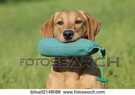 Stock Photo - Labrador Retriever, female dog, holding a green training dummy in her mouth. Fotosearch
