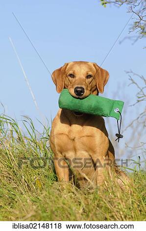 Labrador Retriever, female dog, holding a training dummy in her mouth View Large Photo Image Stock Photo - Labrador Retriever, female dog, holding a training dummy in her mouth. Fotosearch