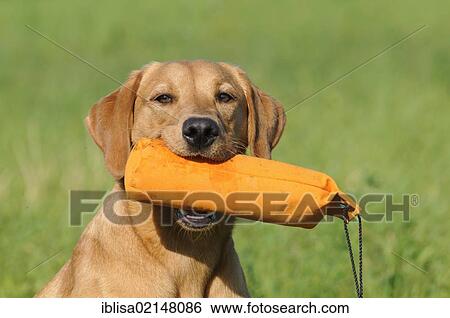 Labrador Retriever, female dog, holding an orange training dummy in her mouth View Large Photo Image Stock Photograph - Labrador Retriever, female dog, holding an orange training dummy in her mouth. Fotosearch