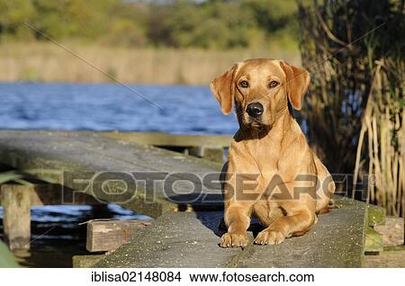 Picture - Labrador Retriever, female dog, lying on the boardwalk beside a lake. Fotosearch