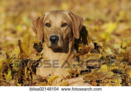 Picture - Labrador Retriever, female dog, lying in a pile of autumn leaves. Fotosearch