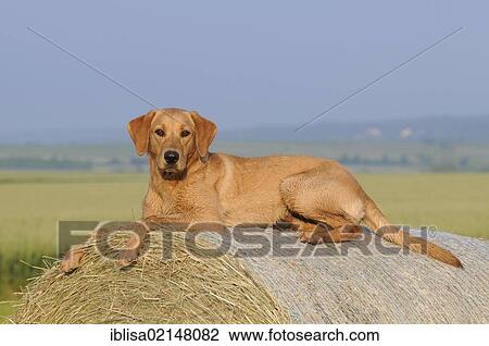 Labrador Retriever, female dog, lying on a bale of straw View Large Photo Image Stock Image - Labrador Retriever, female dog, lying on a bale of straw. Fotosearch