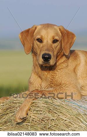 Labrador Retriever, female dog, lying on a bale of straw View Large Photo Image Stock Image - Labrador Retriever, female dog, lying on a bale of straw. Fotosearch